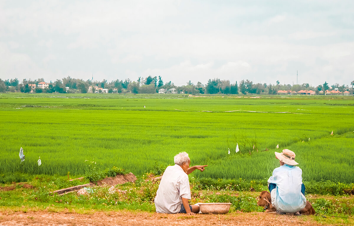 backpacking southeast asia - vietnam - rice fields
