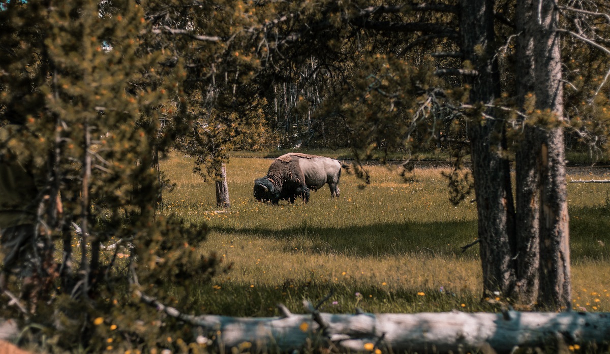 backpacking USA - Yellowstone National Park